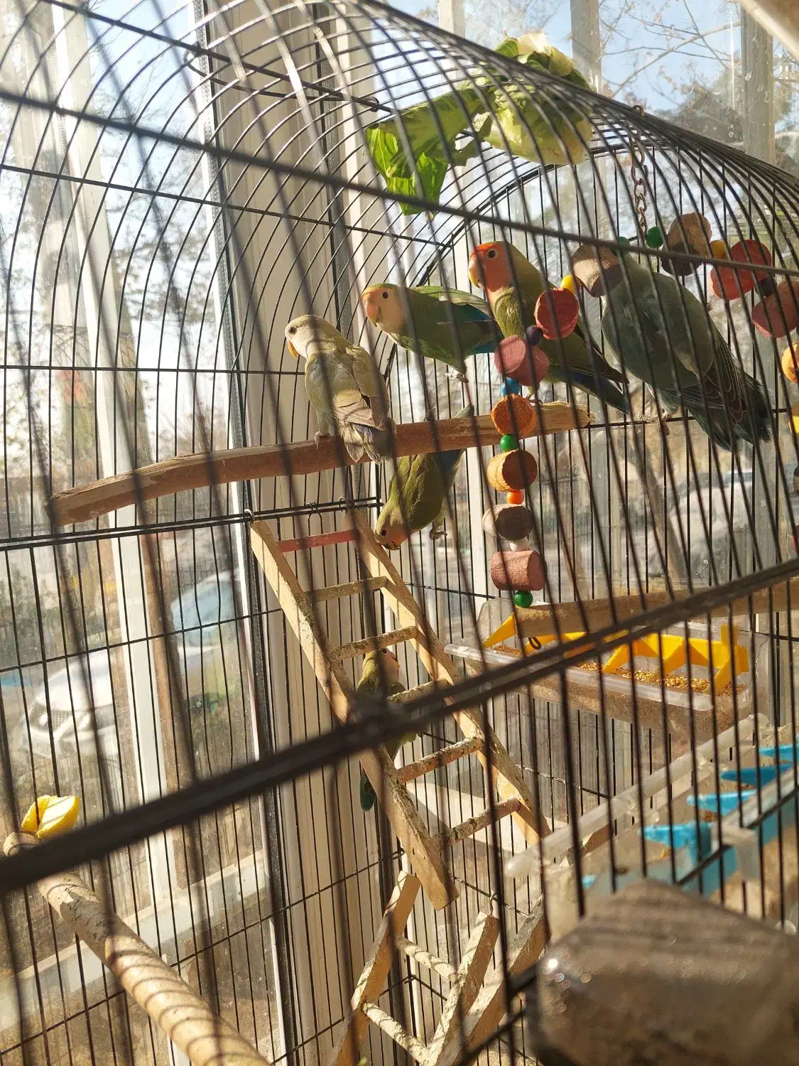 طوطی بریزیلی|پرنده|تهران, امام زاده عبدالله|دیوار