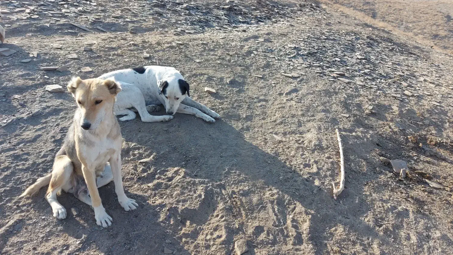 دو عدد سگ ماده نگهبان یکی گرگی|سگ|طرقبه, |دیوار