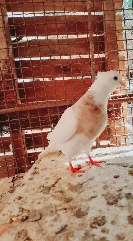 طوقی|پرنده|عنبرآباد, |دیوار