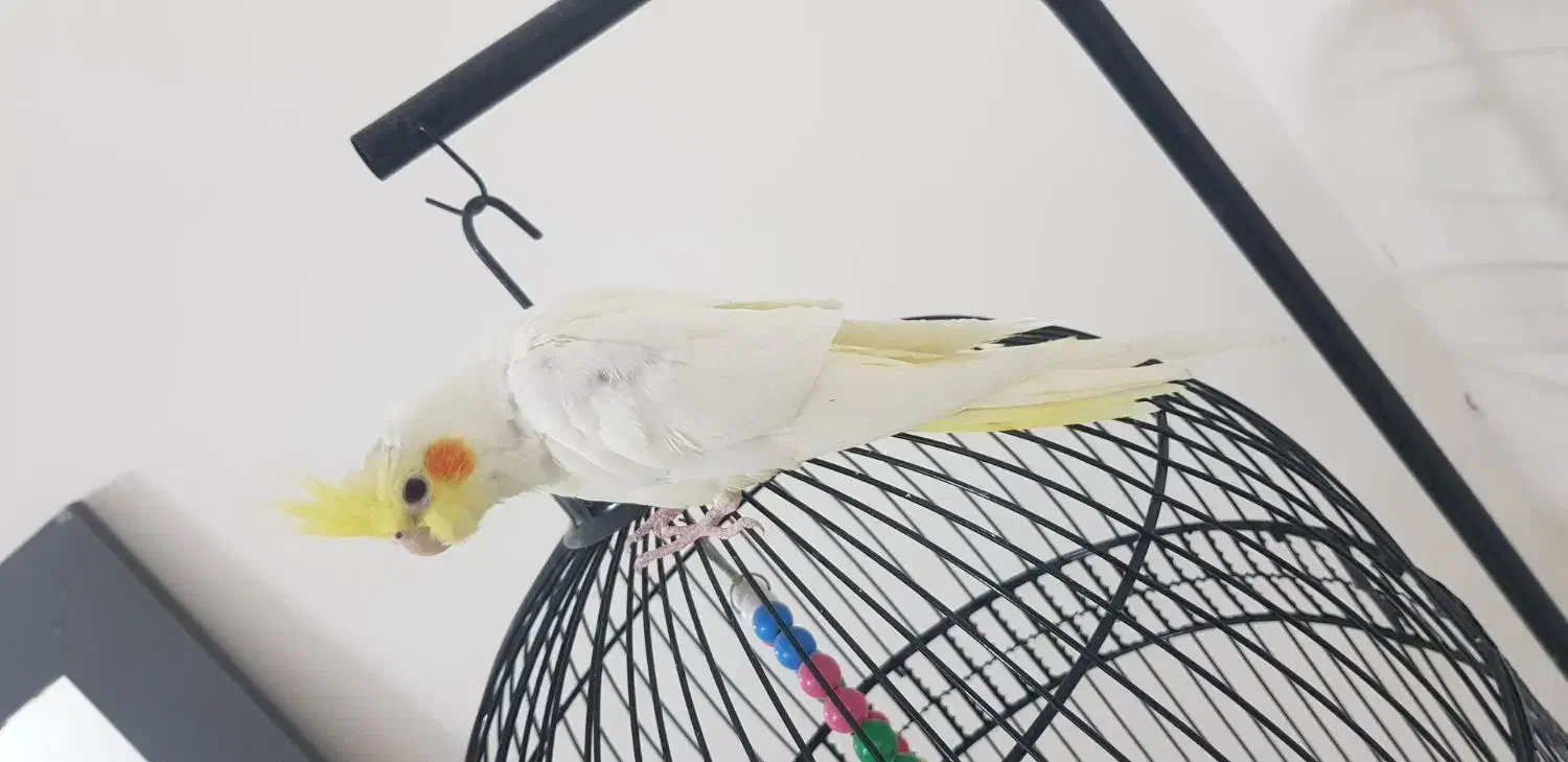 عروس هلندی لوتینو|پرنده|مشهد, جاهد شهر|دیوار