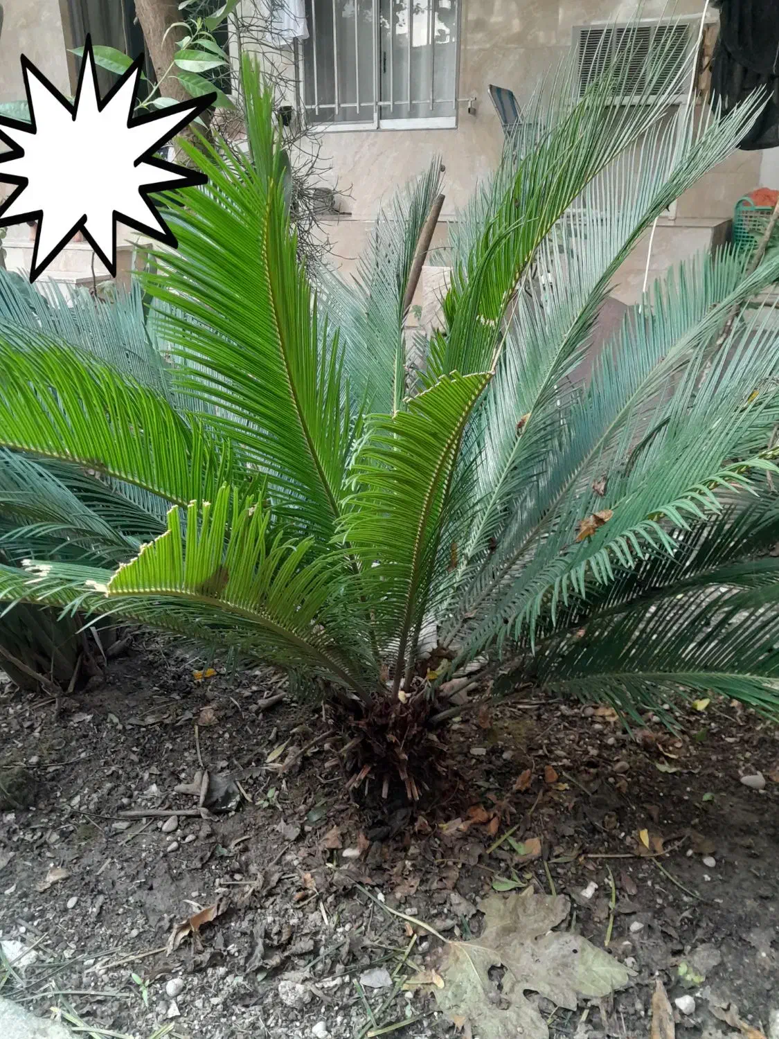 سیکاس پهن برگ درجه1 در سایز مختلف|گل و گیاه طبیعی|قائم‌شهر, |دیوار