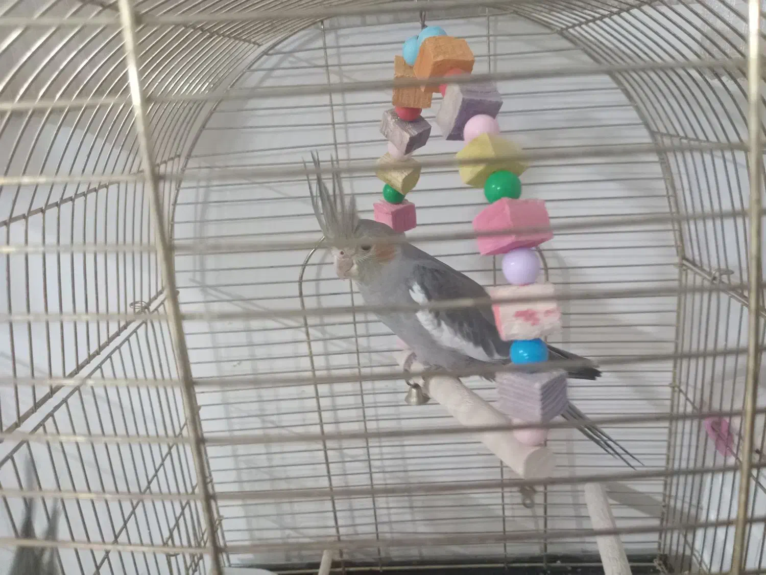 تعدادی عروس هلندی|پرنده|تهران, گلستان (شهرک راه آهن)|دیوار