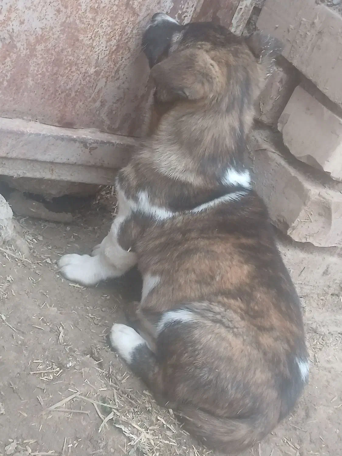 سگ پا کوتاه|سگ|نیشابور, بنیاد شهید|دیوار