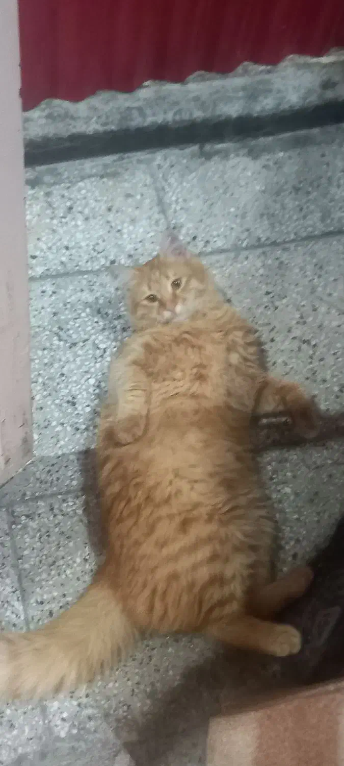 گربه خانگی|گربه|بروجرد, |دیوار