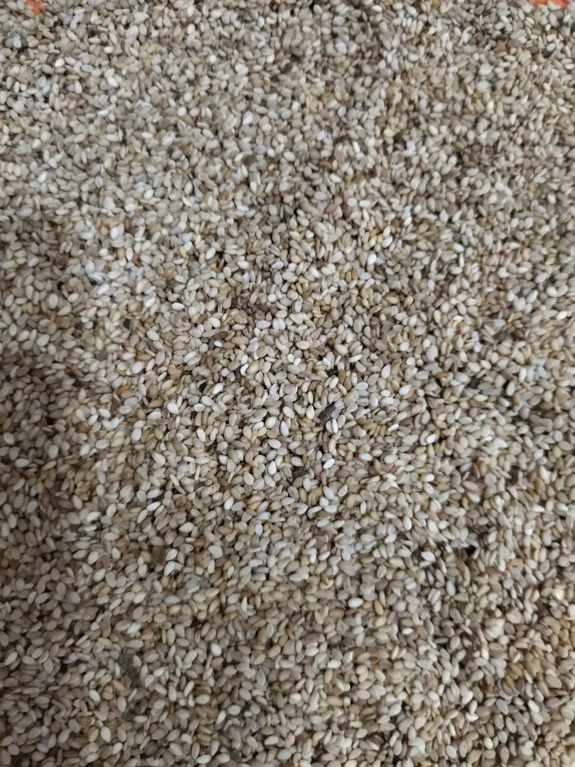 کنجد محلی|خوردنی و آشامیدنی|خان ببین, |دیوار