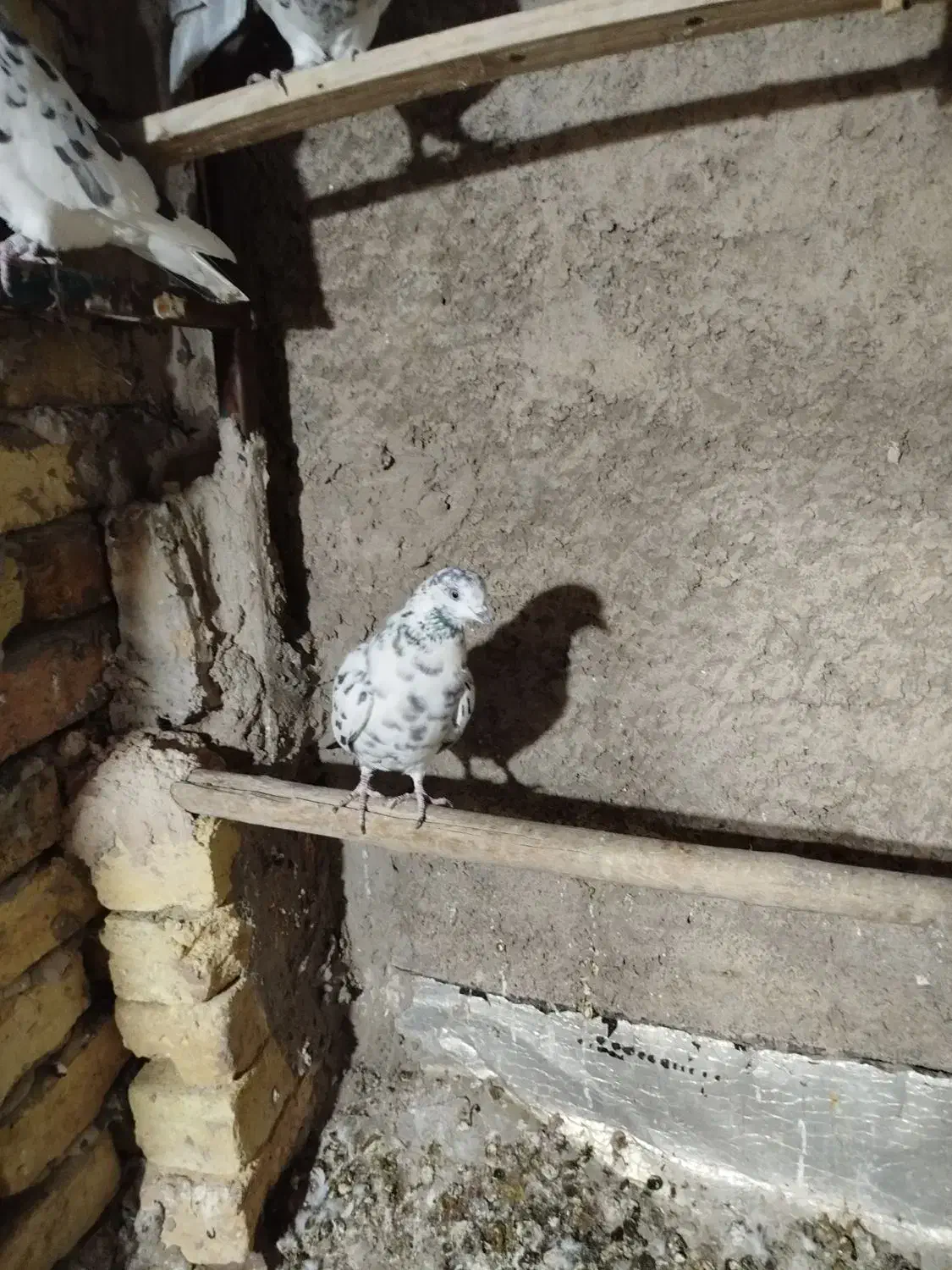 کبوترپرشی|پرنده|مبارکه, |دیوار