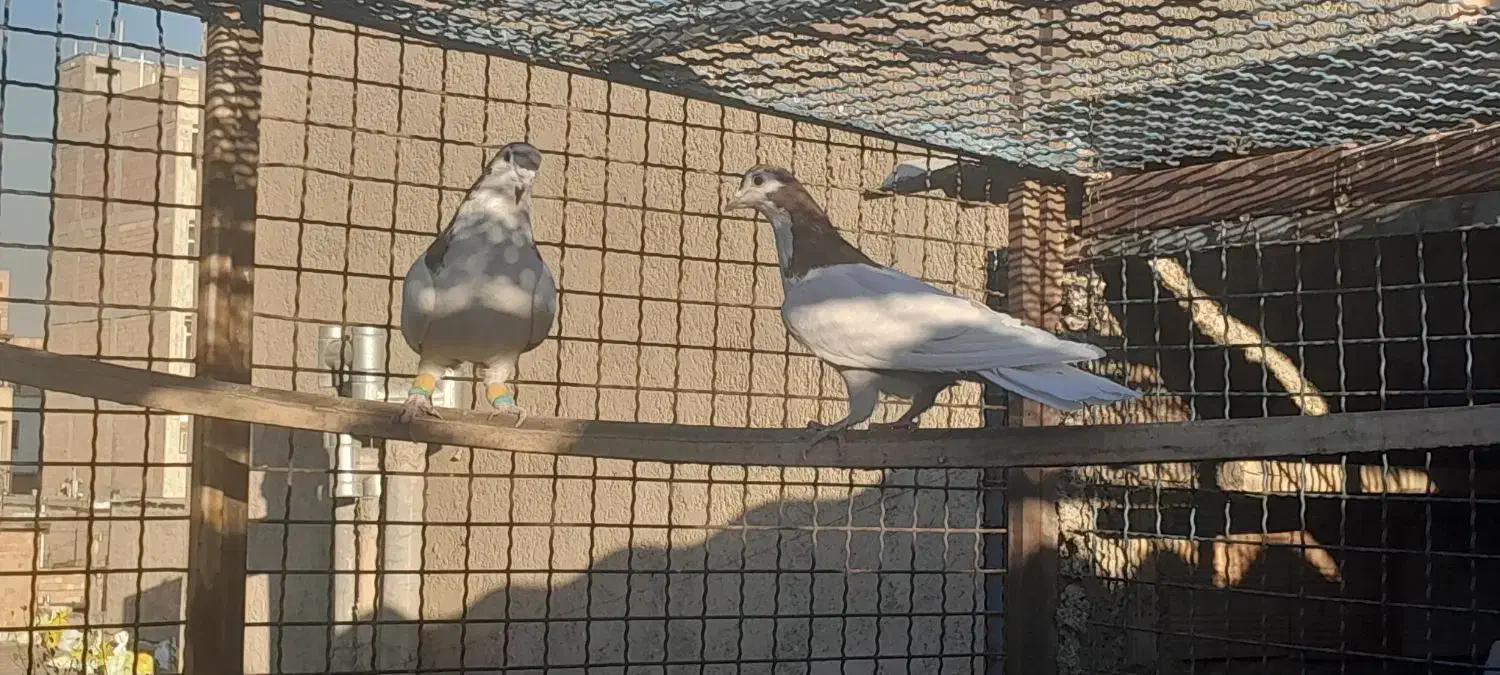 دوتا کفتر خال سرخ و سیاه|پرنده|چهاردانگه (تهران), |دیوار