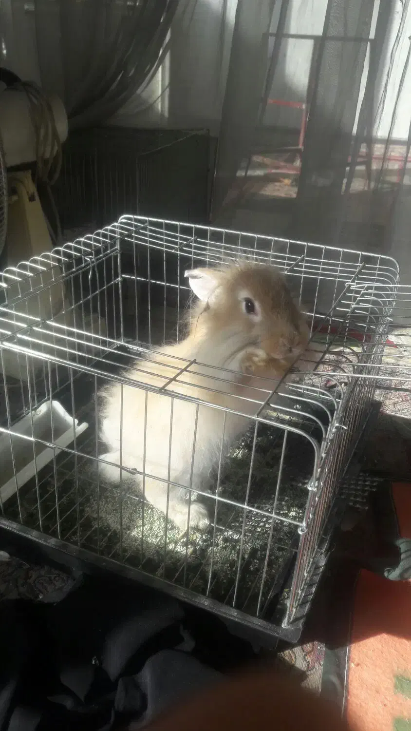 خرگوش|موش و خرگوش|لنجان, |دیوار