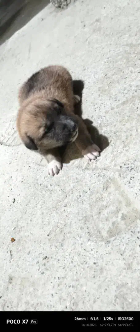 سلام توله سگ ژرمن چهار عدد نر و ماده|سگ|یزد, |دیوار