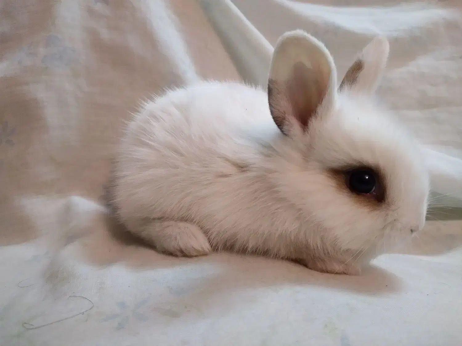 بچه خرگوش لوپ همه رنگ|موش و خرگوش|گلپایگان, |دیوار