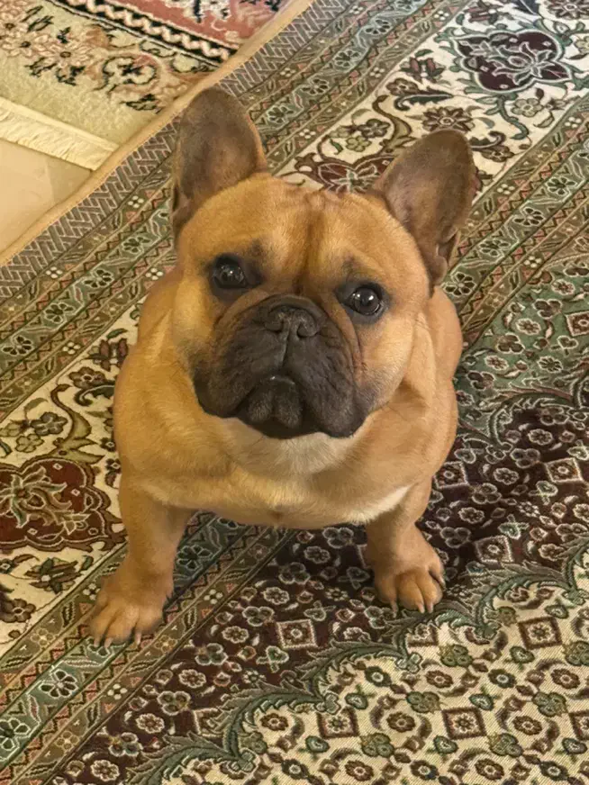 فرنچ بولداگ اصیل|سگ|لواسان, |دیوار