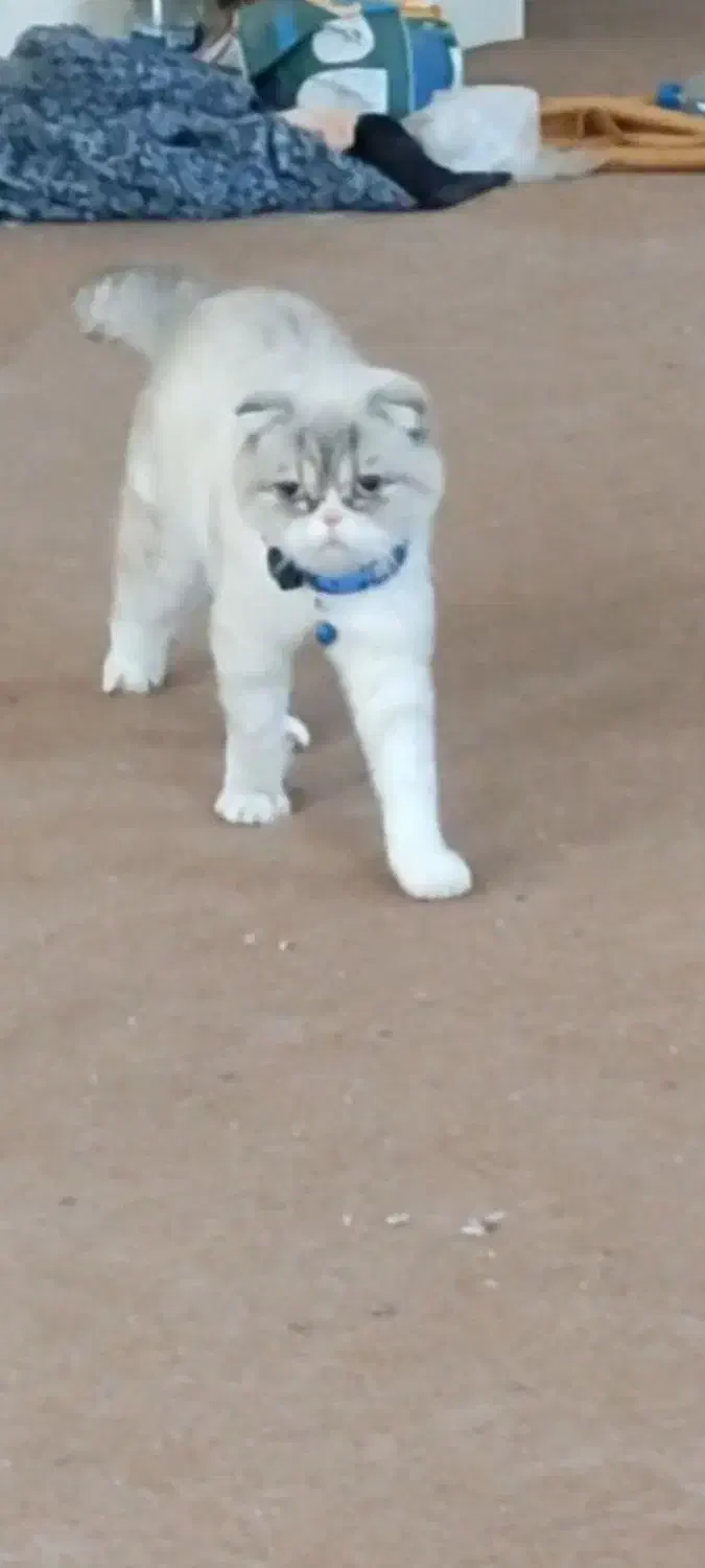 گربه اسکاتیش ماده|گربه|تبریز, |دیوار