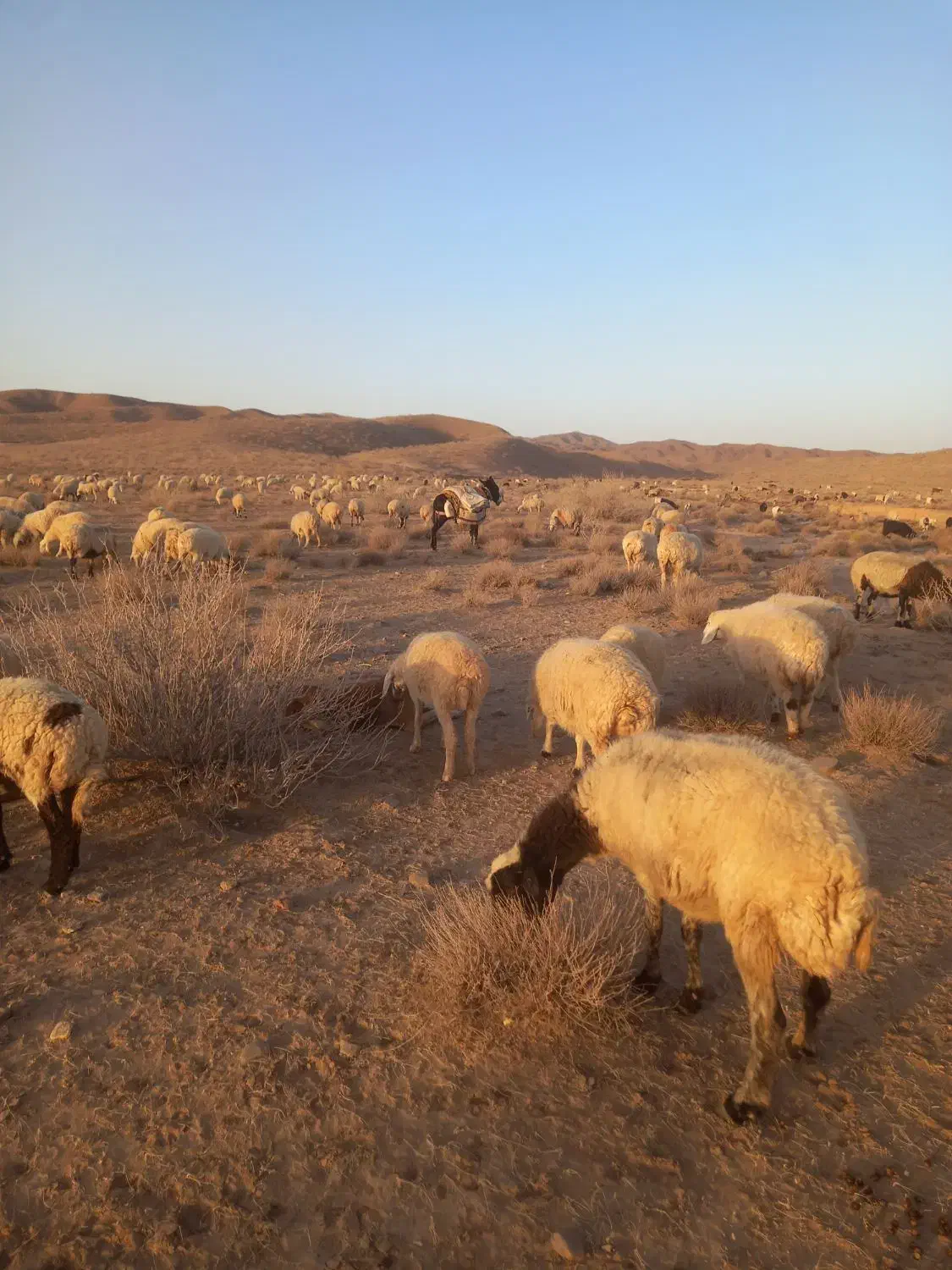 الاغ نر مشکی|حیوانات مزرعه|قائن, |دیوار