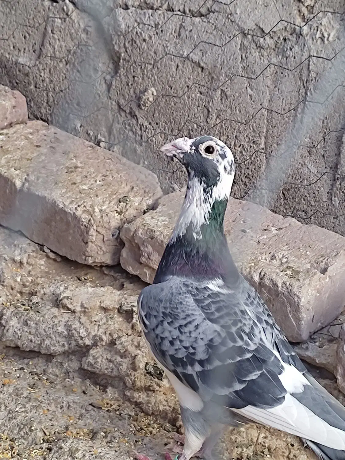 کبوتر ابلغ|پرنده|هامون, |دیوار