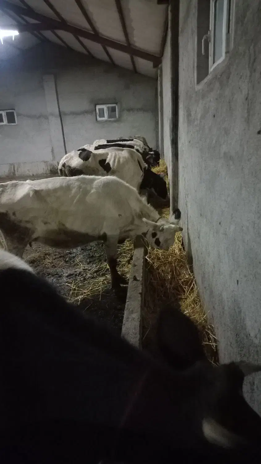 ۷ راس گاو جوان|حیوانات مزرعه|ویلکیج, |دیوار