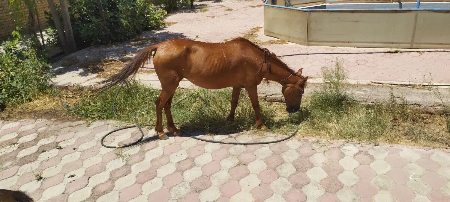 مادیان یورقه اصیل -سواری نرم ، سالم و آرام|اسب و تجهیزات اسبسواری|تربت جام, میان جام|دیوار