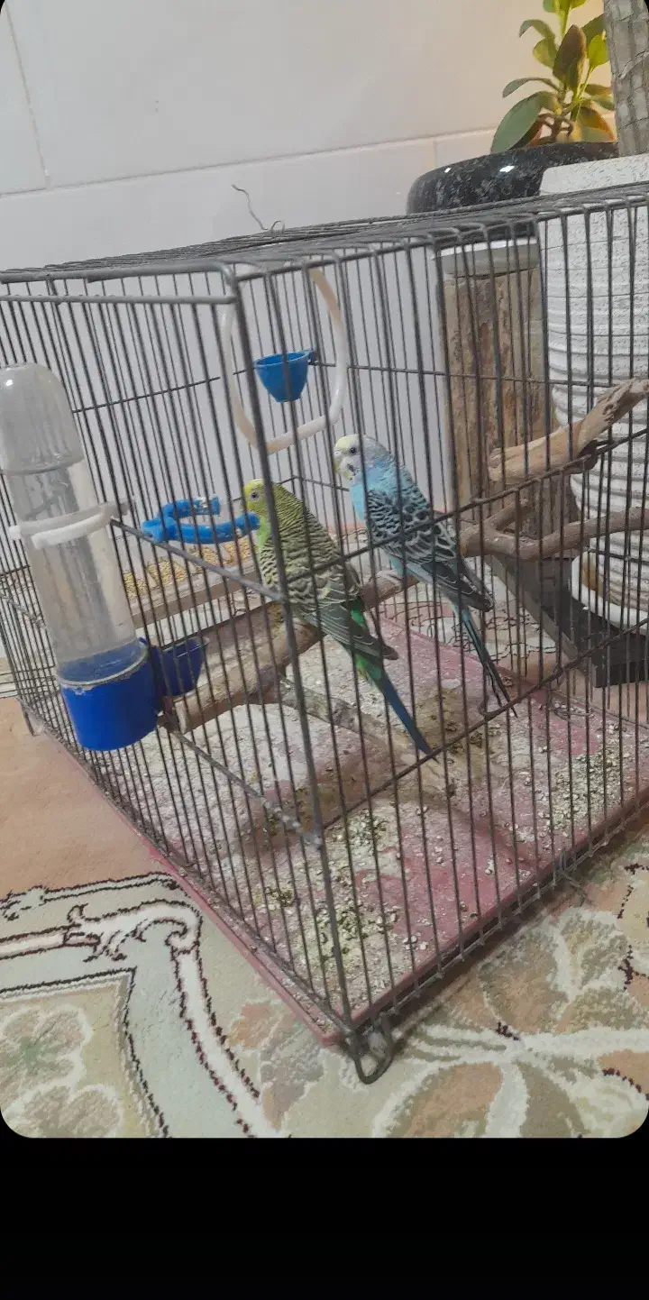 مرغ عشق ۲ عدد ماده|پرنده|قرچک, میرزائی شمالی|دیوار