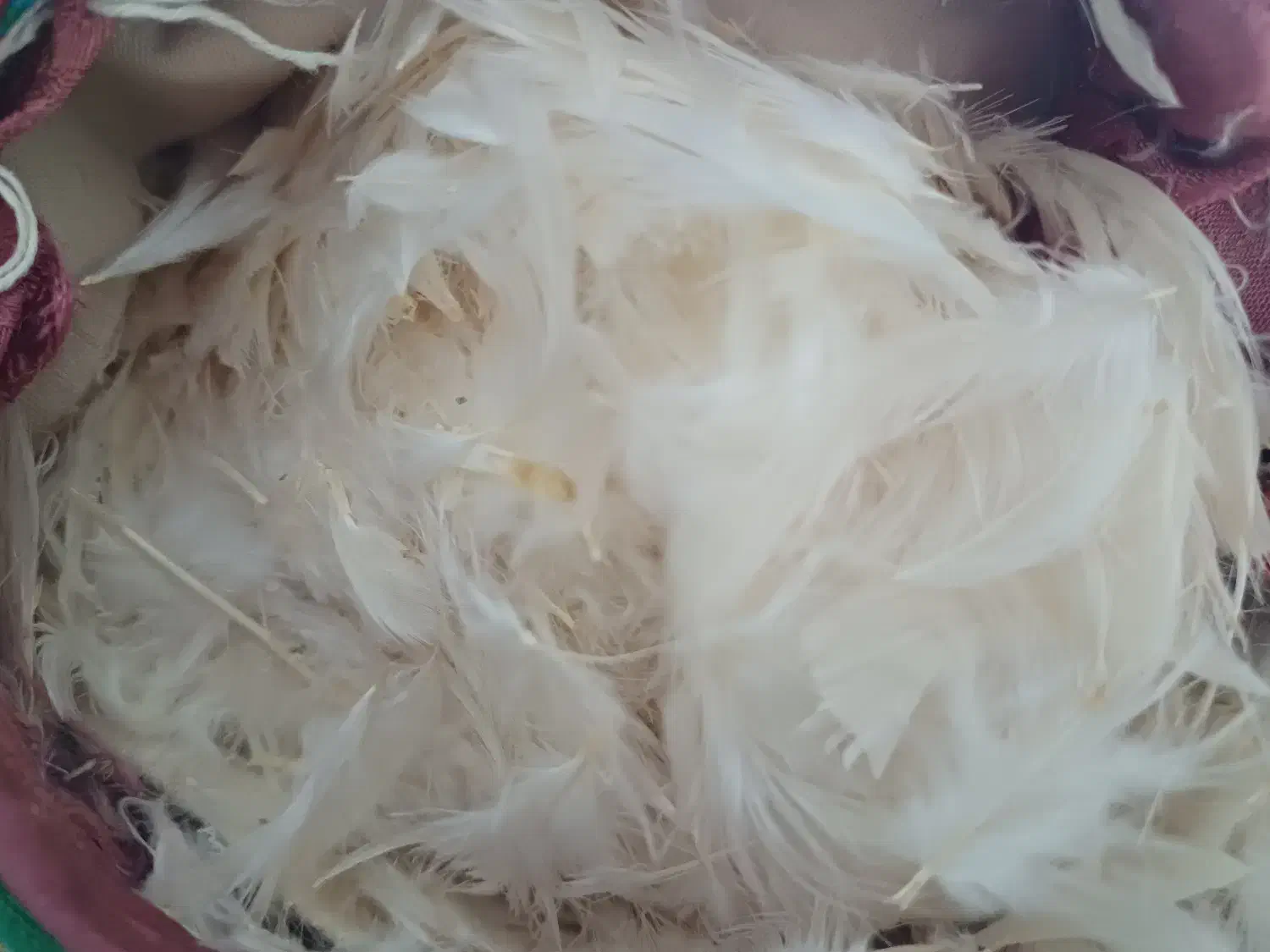 ۲ عدد بالش پر نو و ۱ عدد پتو کارکرده|رختخواب، بالش، پتو|تبریز, |دیوار