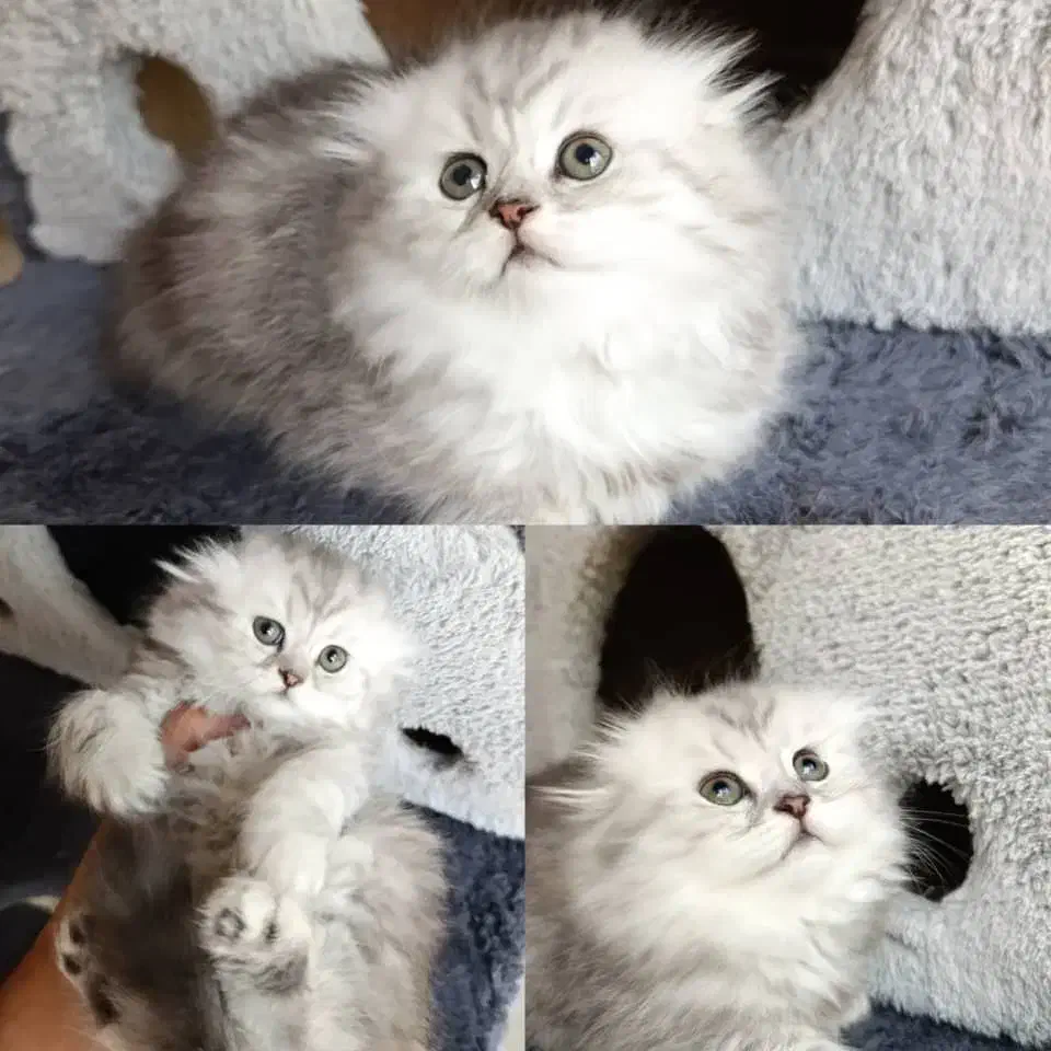 مجموعه گربه های دارای بازدید|گربه|ایلام, |دیوار