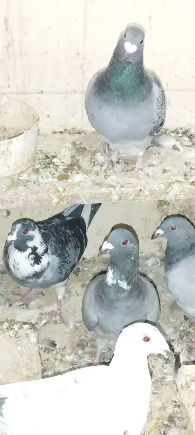 کبوتر|پرنده|مشهد, پارک کوهستان|دیوار