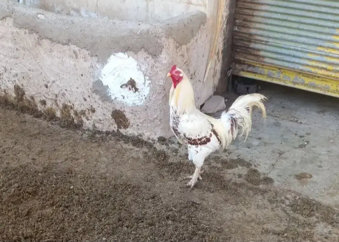 ...|حیوانات مزرعه|شوشتر, |دیوار