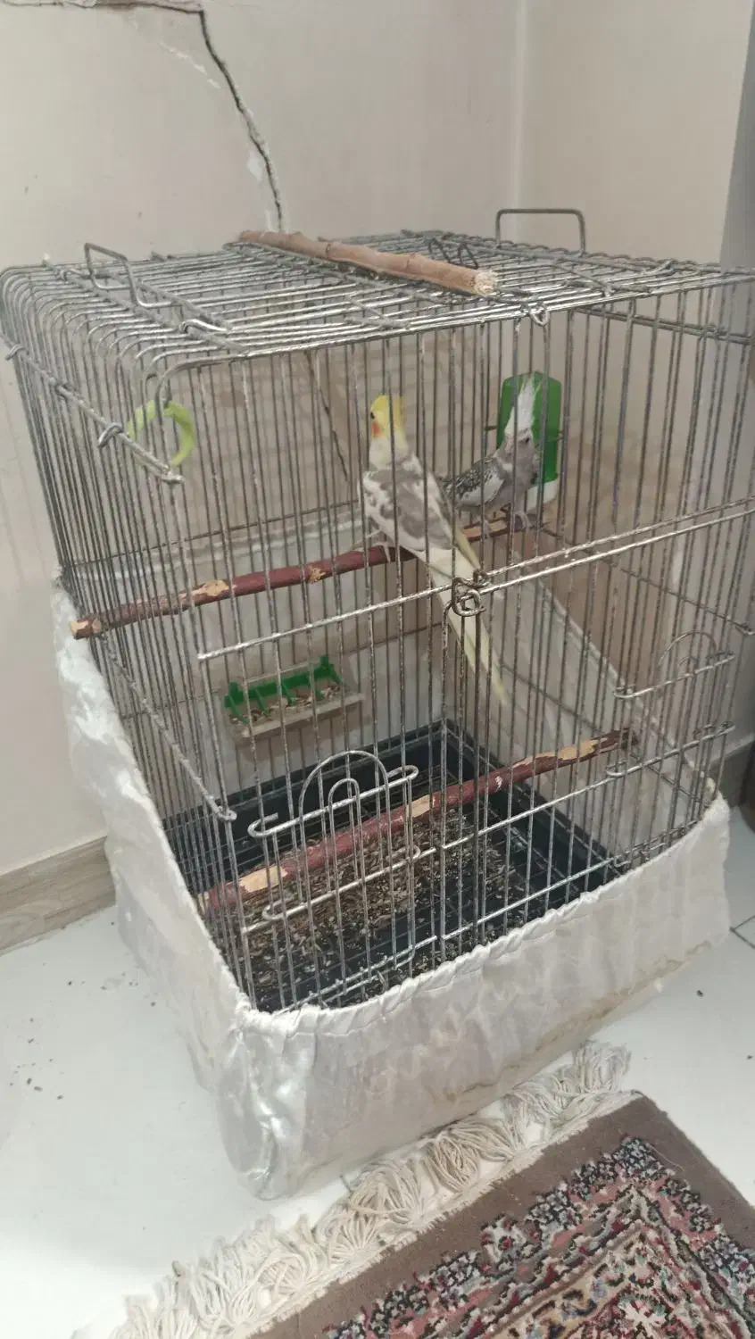 عروس هلندی جفت مولد سرحال و دستی|پرنده|ری, علایین|دیوار