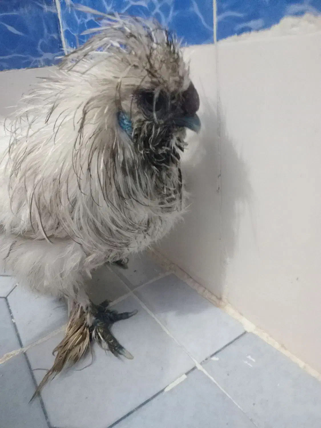 خروس سرحال|حیوانات مزرعه|اهواز, کیانشهر|دیوار