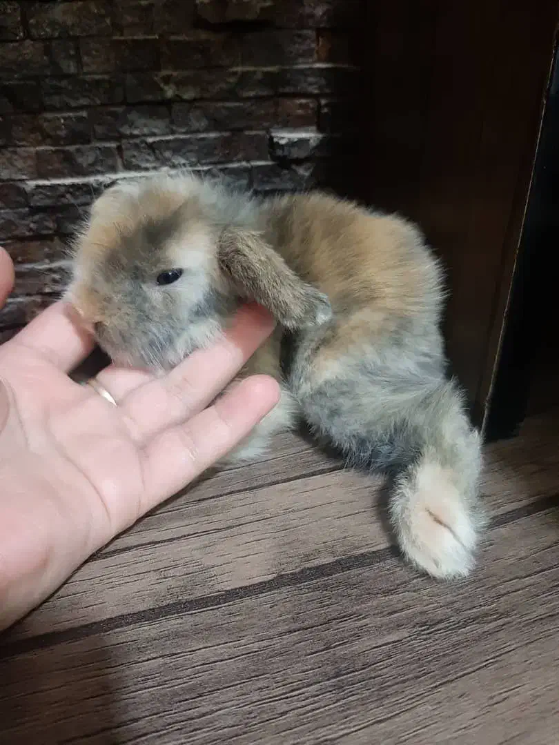 بچه خرگوش لوپ ترکیش. مینیاطوری خانگی|موش و خرگوش|کرمان, |دیوار