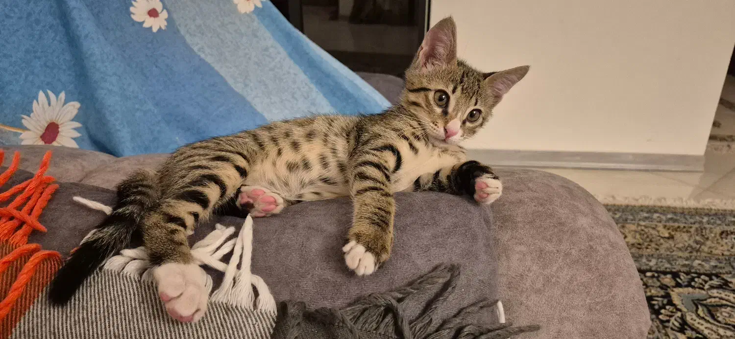 واگذاری گربه رایگان|گربه|پردیس, فاز ۲|دیوار