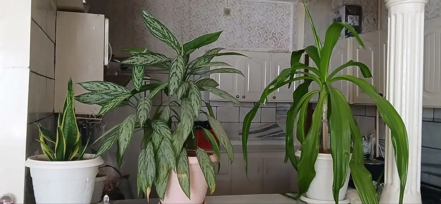 فروش فوری گل|گل و گیاه طبیعی|الیگودرز, |دیوار