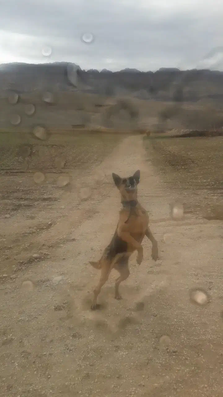 ژرمن ماده|سگ|سرپل ذهاب, |دیوار