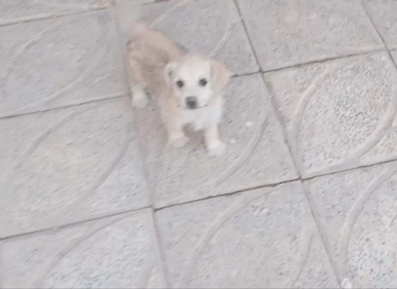 حیوانات|سگ|بم, |دیوار