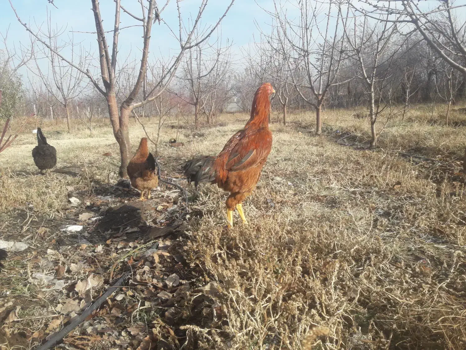 خروس|حیوانات مزرعه|مشگین شهر, |دیوار