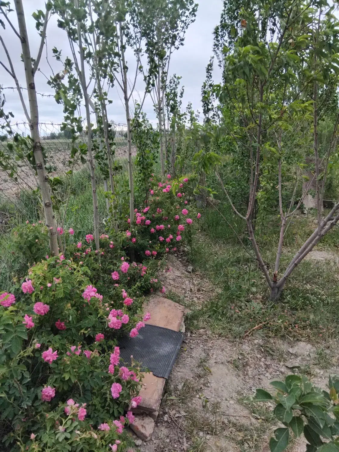 کاشت گل تعویض خاک گلدان هرس انواع درخت|خدمات باغبانی و درختکاری|اردبیل, |دیوار