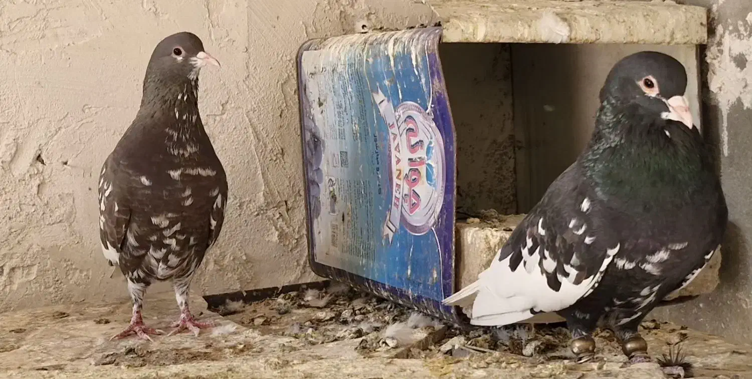 یجف یال نروماده درجه یک بشرط تخموجوجه|پرنده|طسوج, |دیوار