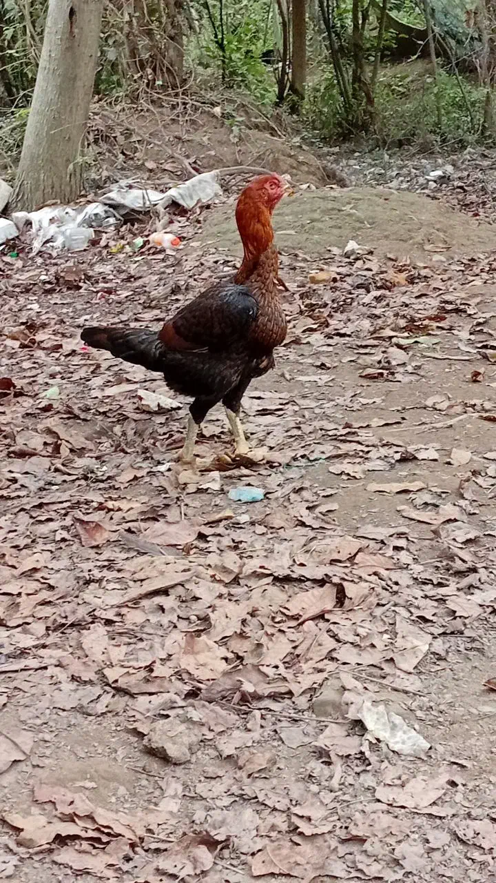 مرغ لاری اصیل|حیوانات مزرعه|فومن, |دیوار