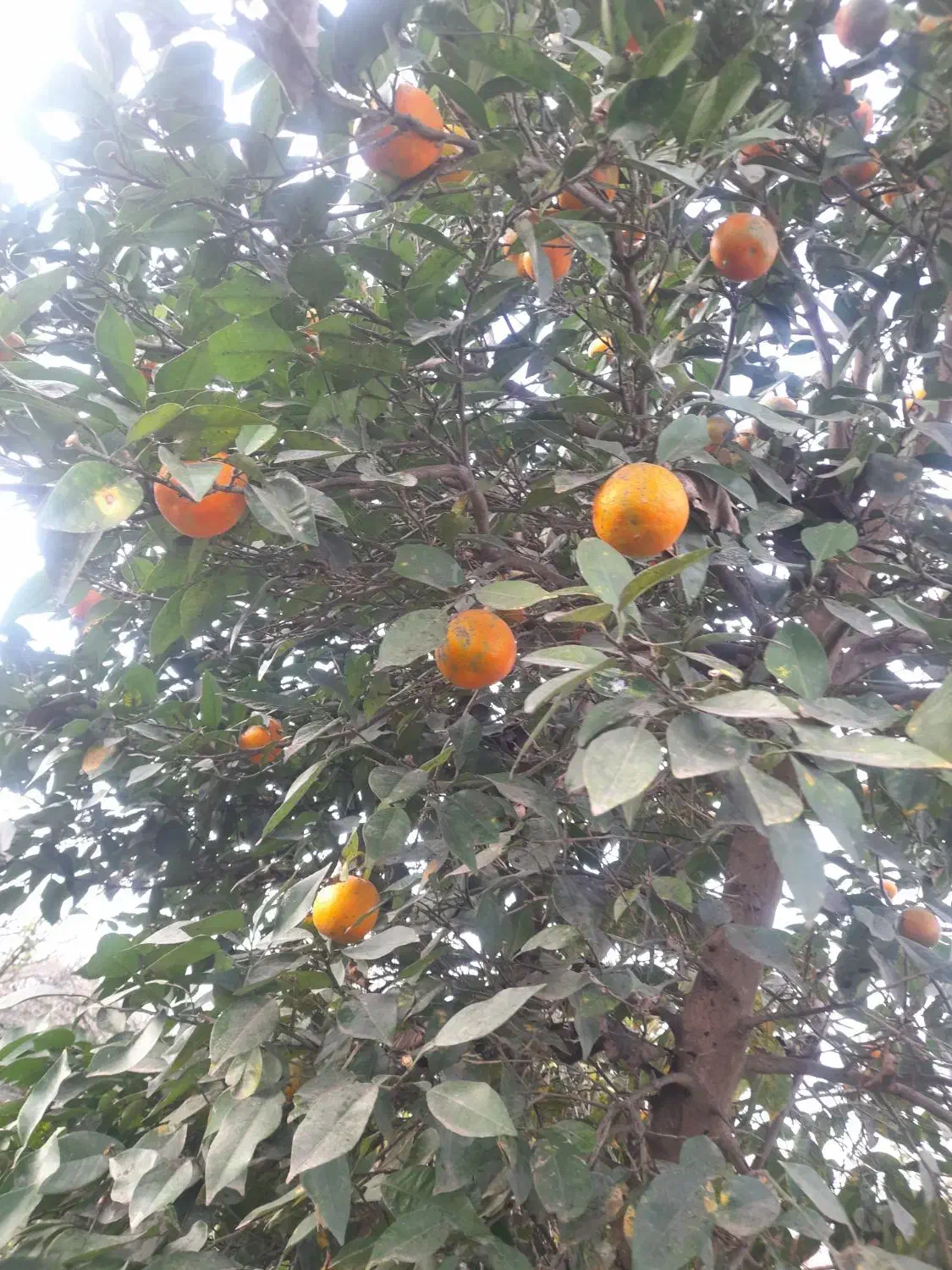 بالنگ یا بادرنگ ونارنج ولیمو شیرین|خوردنی و آشامیدنی|سنگر, |دیوار