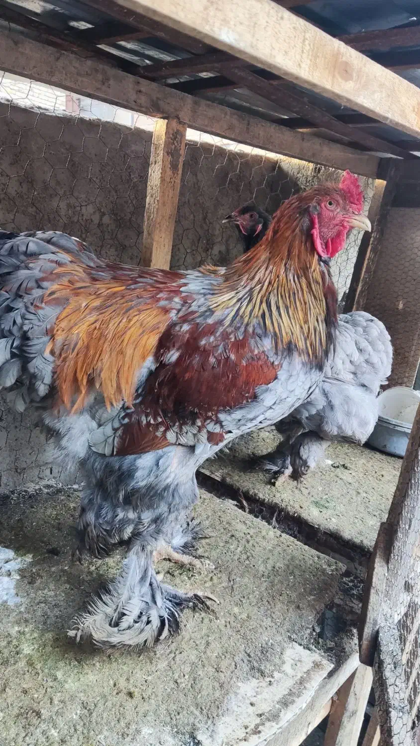 مرغ برهمایی مرغ محلی مرغ نیمچه|حیوانات مزرعه|رامیان, |دیوار