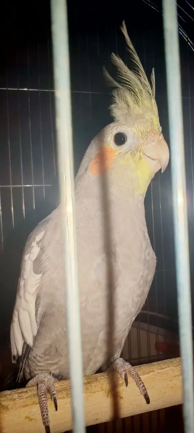 عروس پاریس هلندی|پرنده|اهواز, منبع اب|دیوار