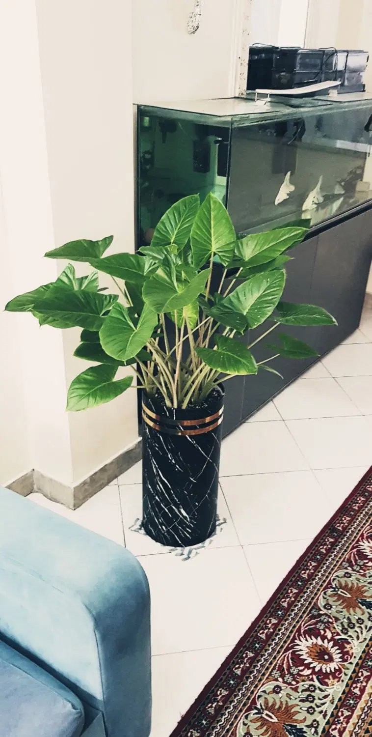 زیباترین باباآدم دنیا ( آلوکازیا ۸ بوته )|گل و گیاه طبیعی|تهران, مقدم|دیوار