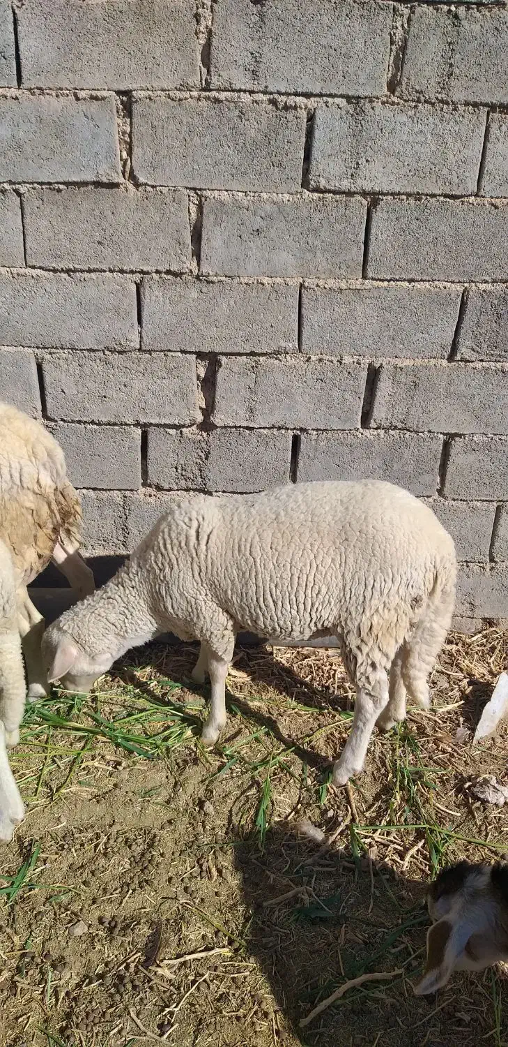 میش و بره لاکن|حیوانات مزرعه|قائن, |دیوار
