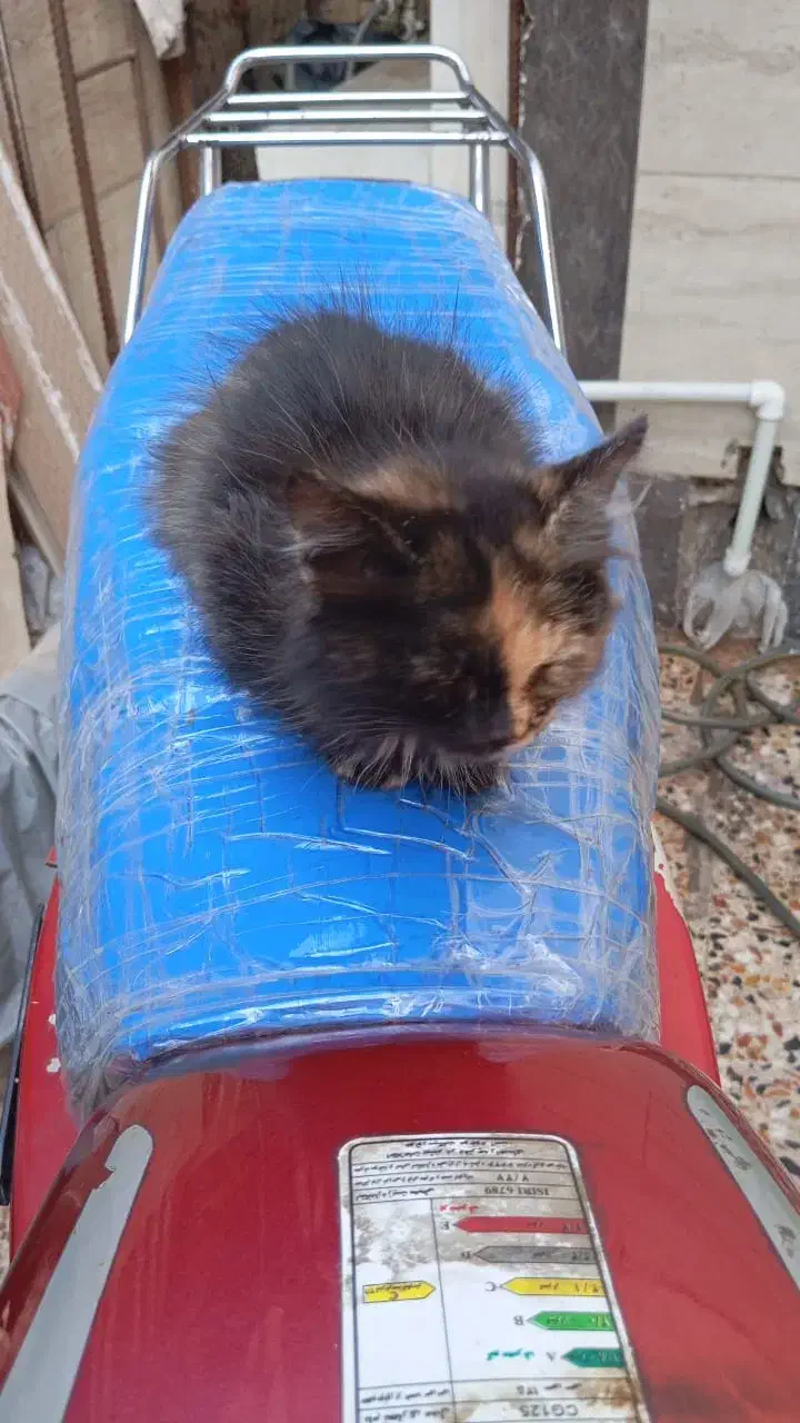 گربه بازیگوش|گربه|کارون, |دیوار