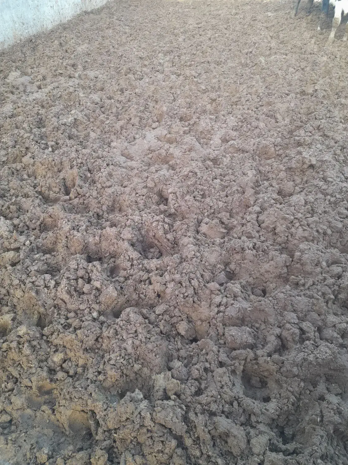 کودگاوی|خدمات باغبانی و درختکاری|بروجرد, |دیوار