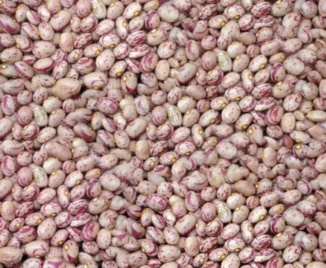 لوبیا چیتی|خوردنی و آشامیدنی|دهگلان, |دیوار