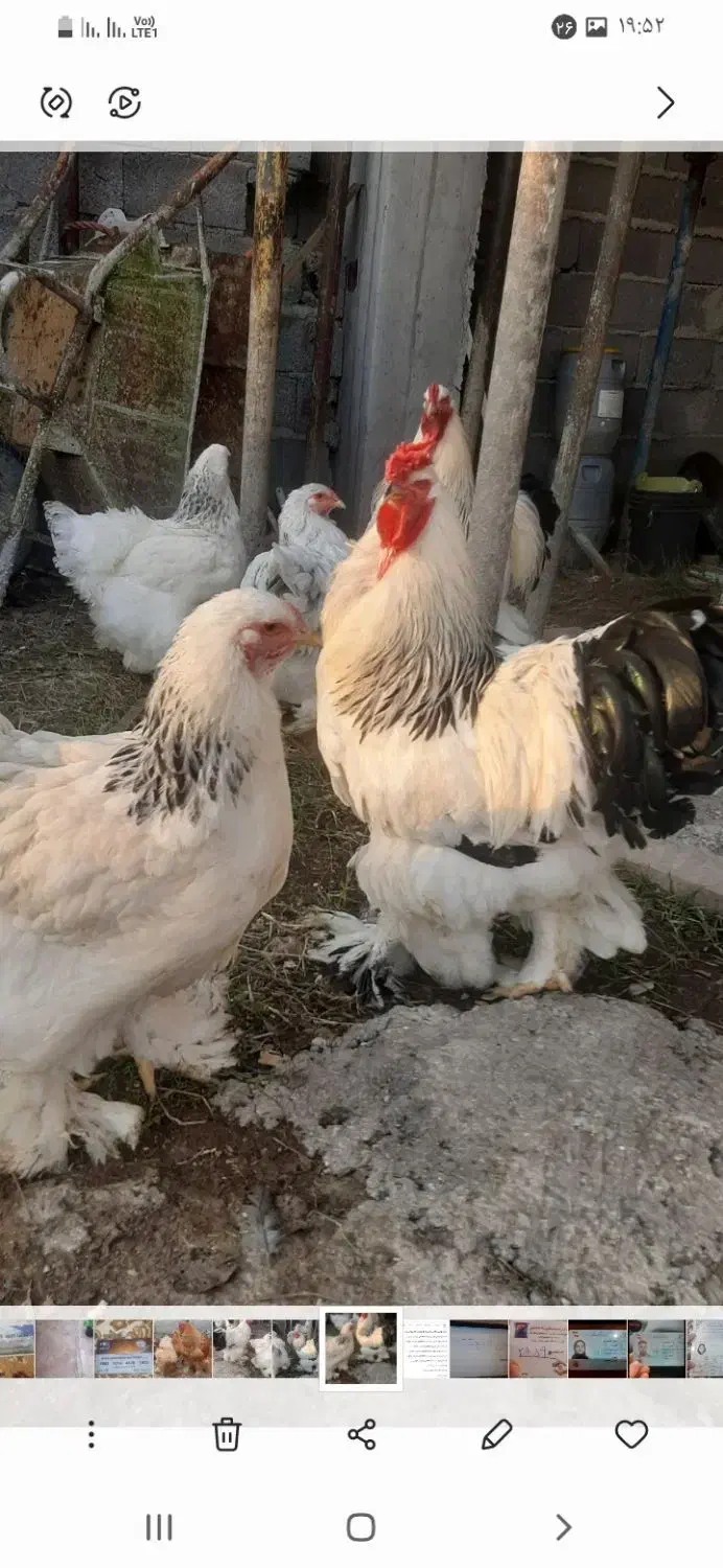 تخم برهما  اصل|حیوانات مزرعه|رشت, شهرک آیت الله منتظری|دیوار