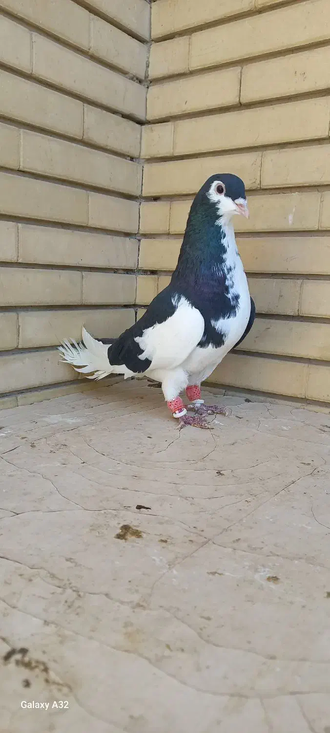 کفتر|پرنده|شیراز, شیشه‌گری|دیوار