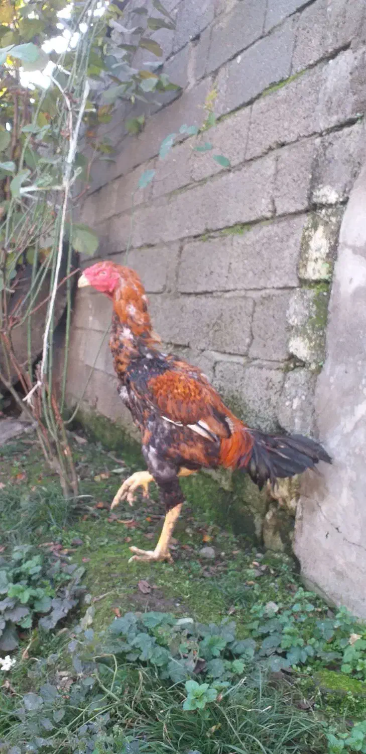 خروس لاری|حیوانات مزرعه|رشت, پارک شهر|دیوار