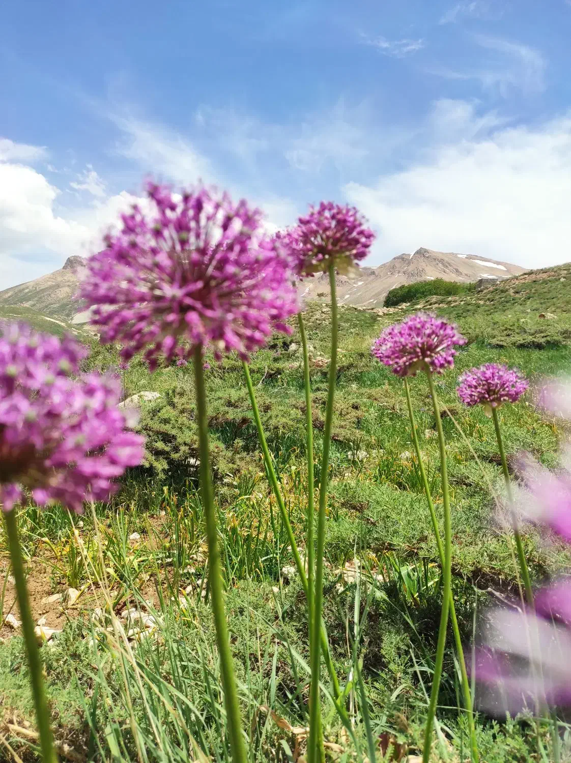 لوازم وتجهیزات عکاسی|دوربین عکاسی و فیلم‌برداری|بروجن, |دیوار