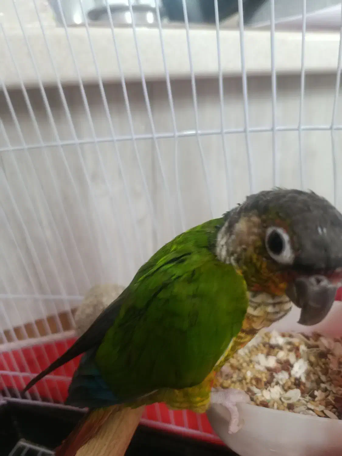 گیرینچیک|پرنده|کاشان, قطب راوندی|دیوار