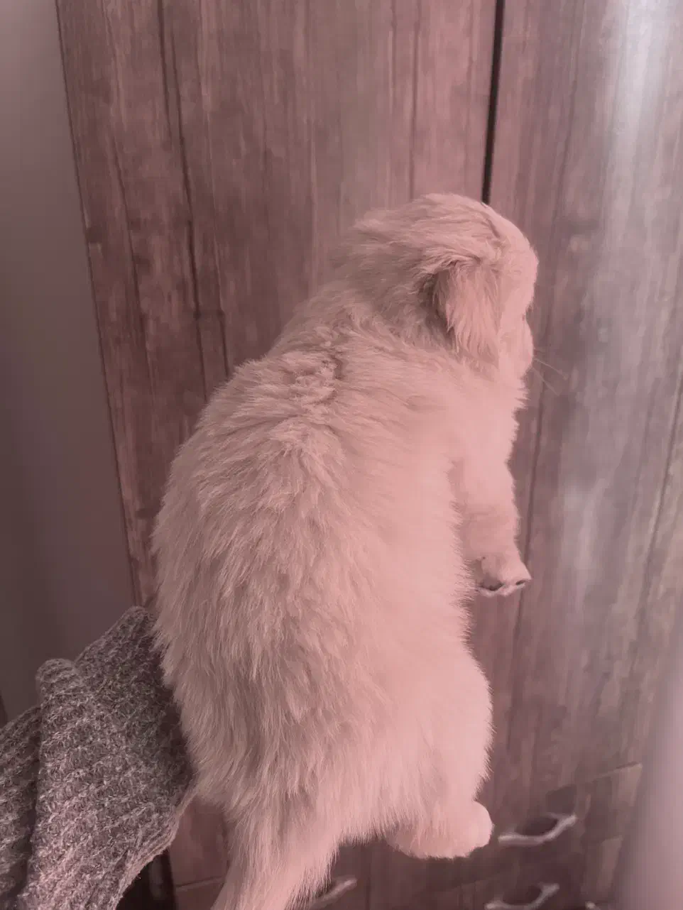 پامر 2 ماهه سایز ریز عروسکی واگزاری|سگ|کرج, عظیمیه|دیوار